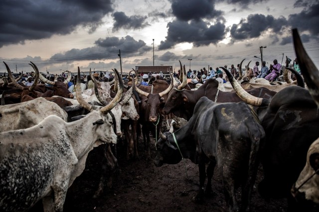 RUGA Policy