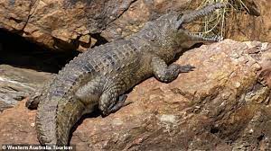 Woman-Left-With-Serious-Injuries-After-Crocodile-Attack